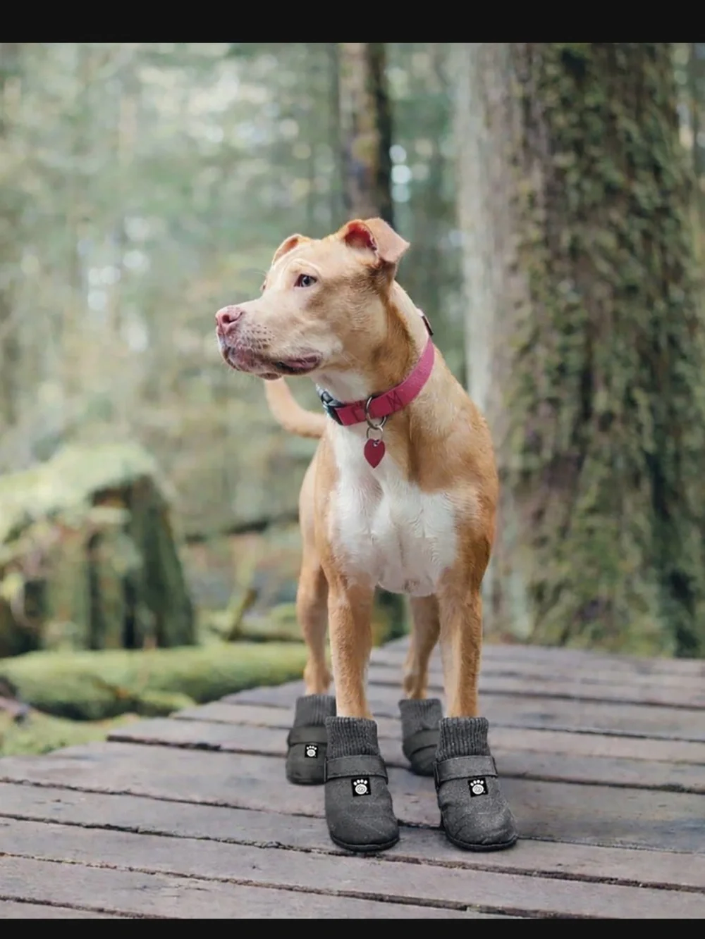 NWT Glacier Snug Dog Boot